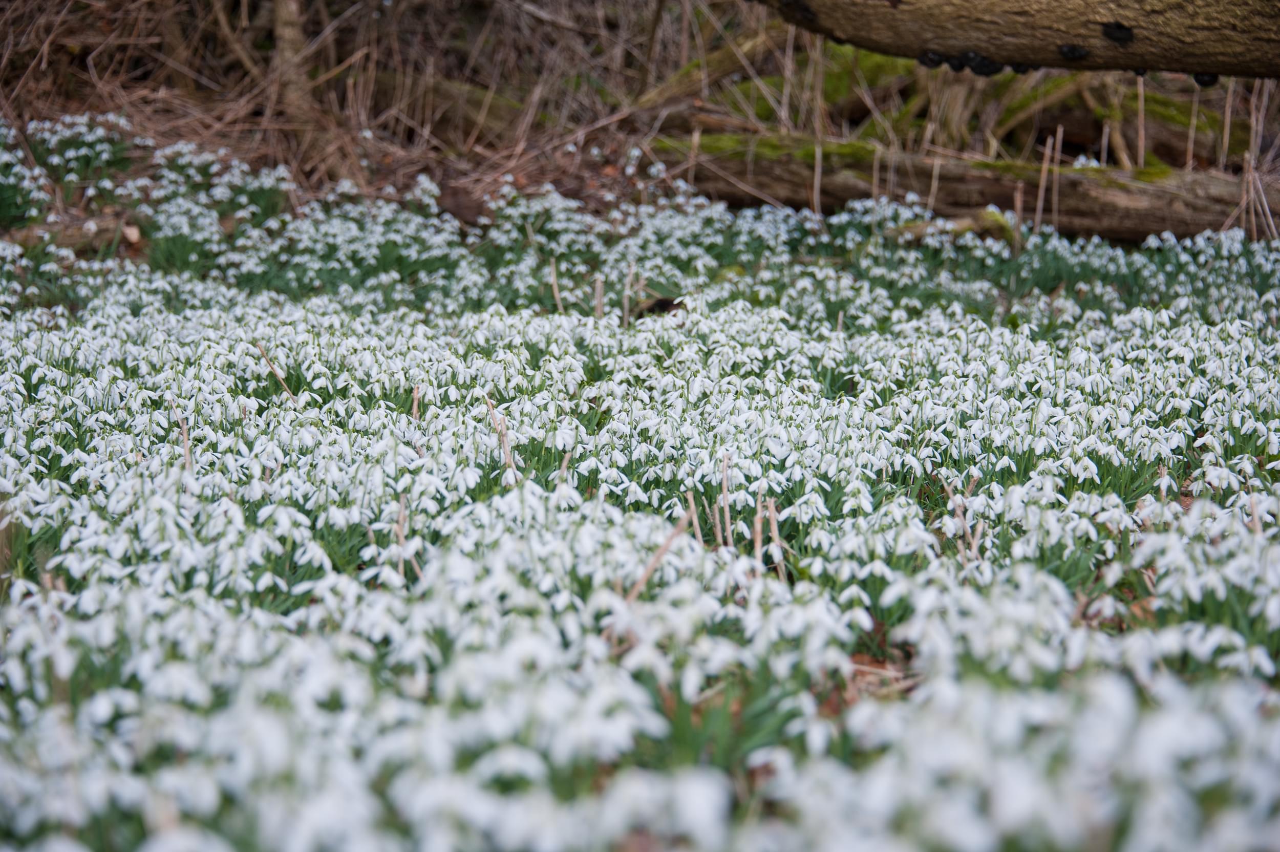 /sites/default/files/2023-09/Snowdrops%20Dimminsdale%20Wood%20-%20Large%20%281%29.jpg
