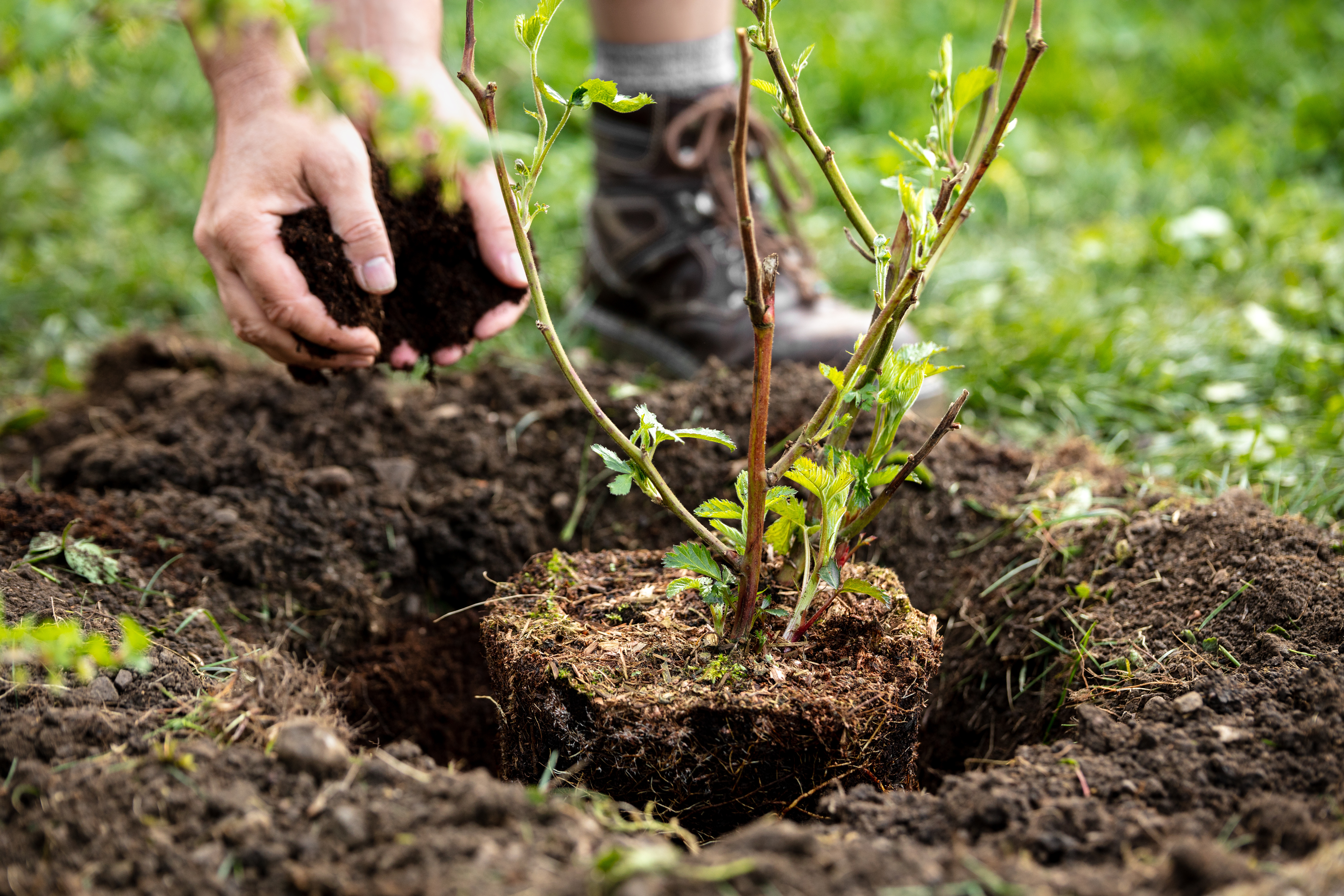 Planting a tree in your garden