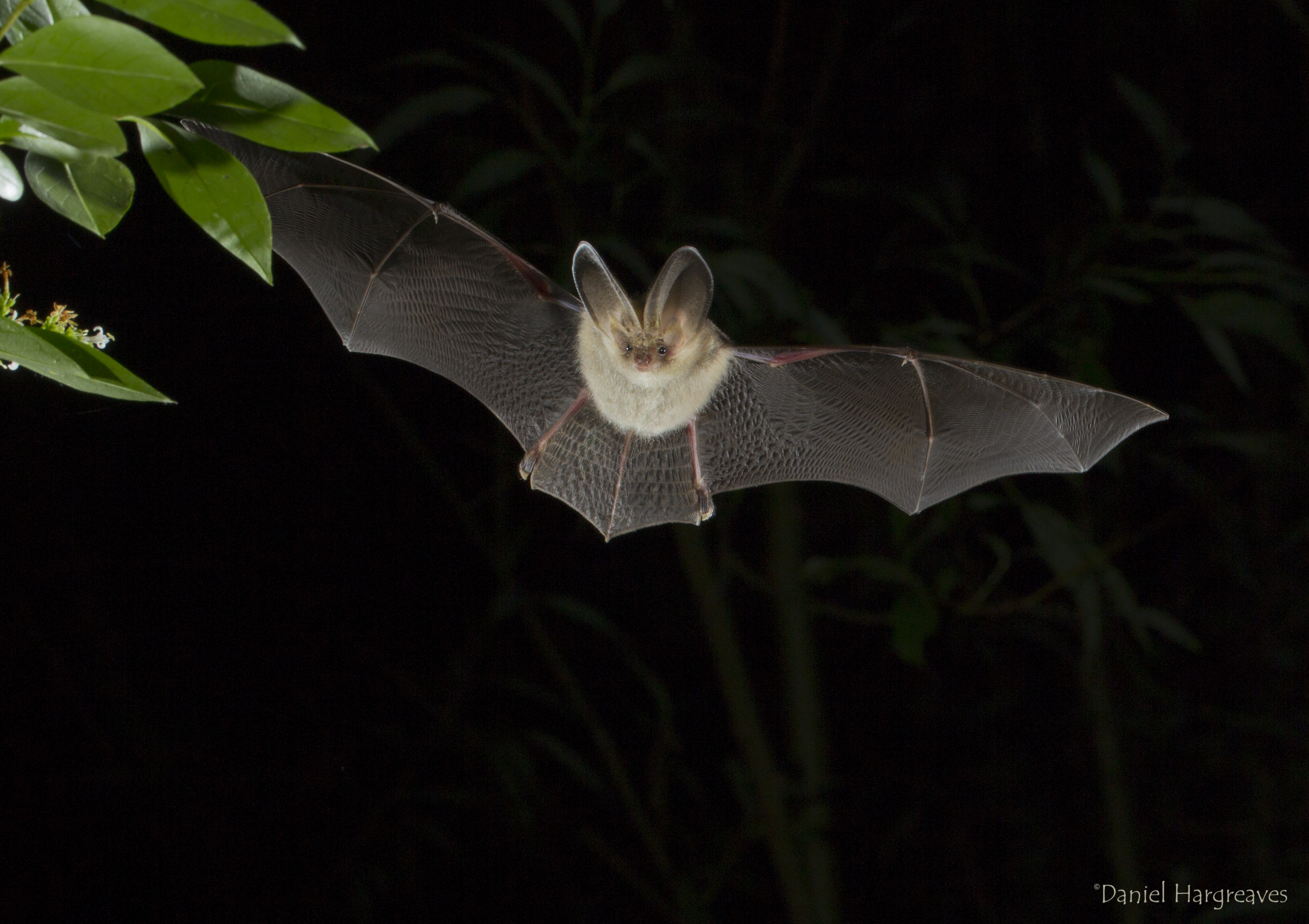 Bat in flight