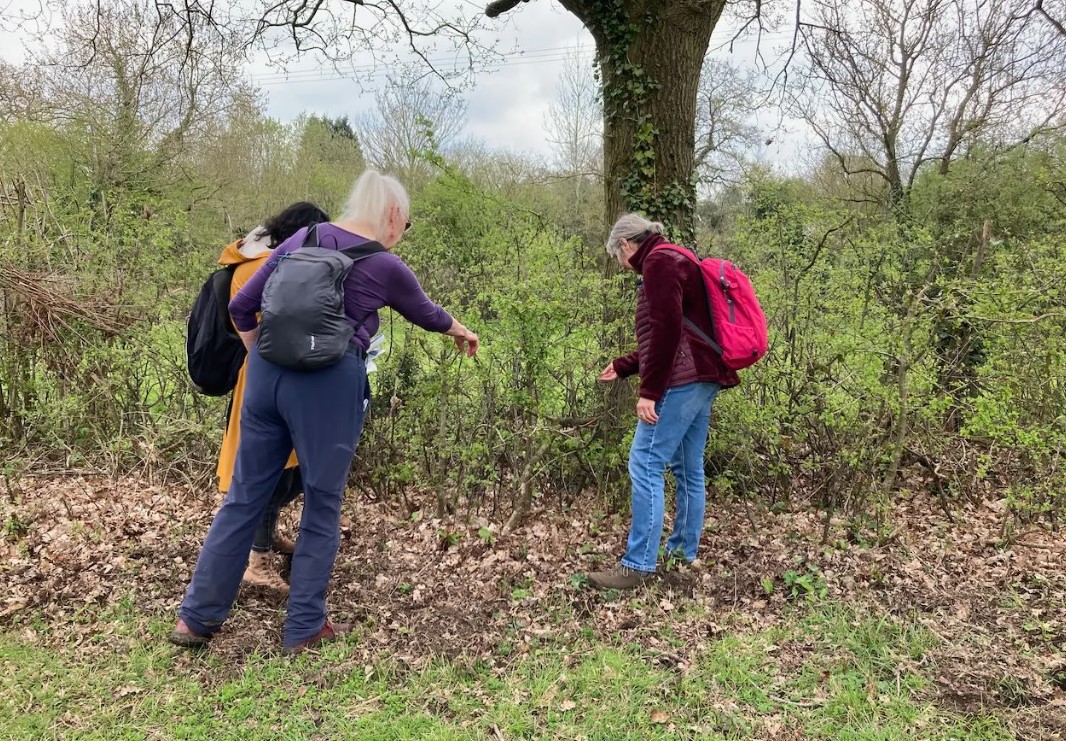 Hedge Walk