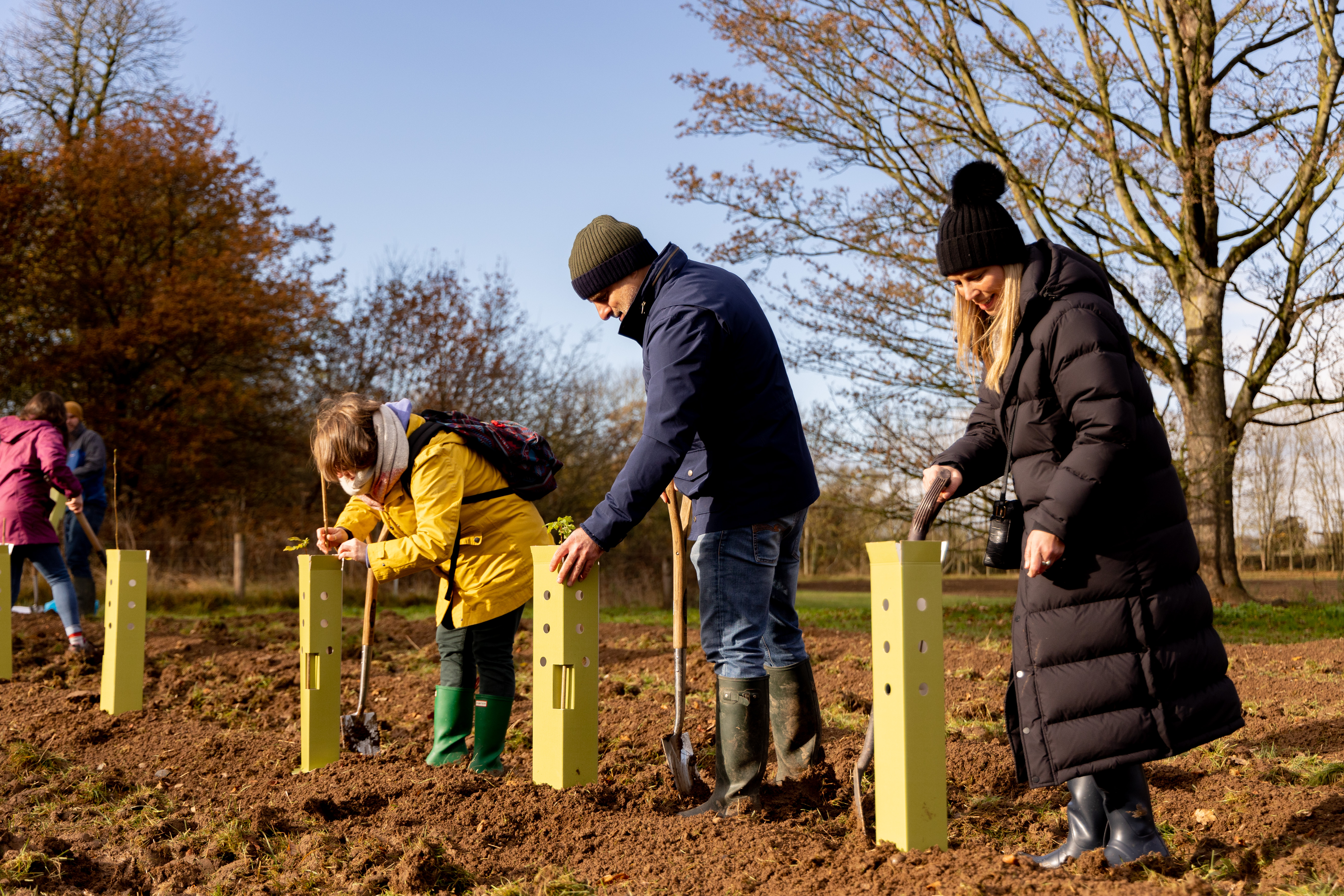 tree planting 