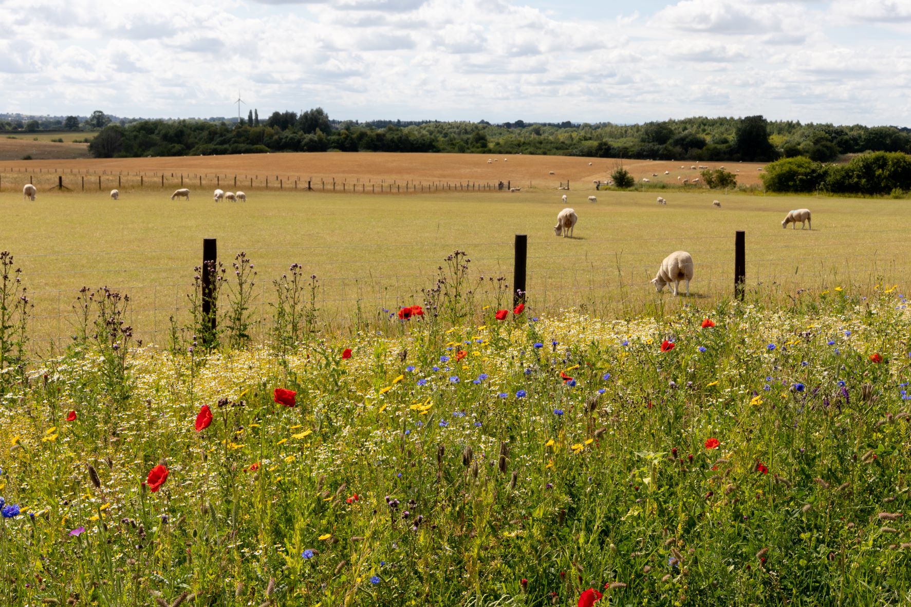 Wildflowers