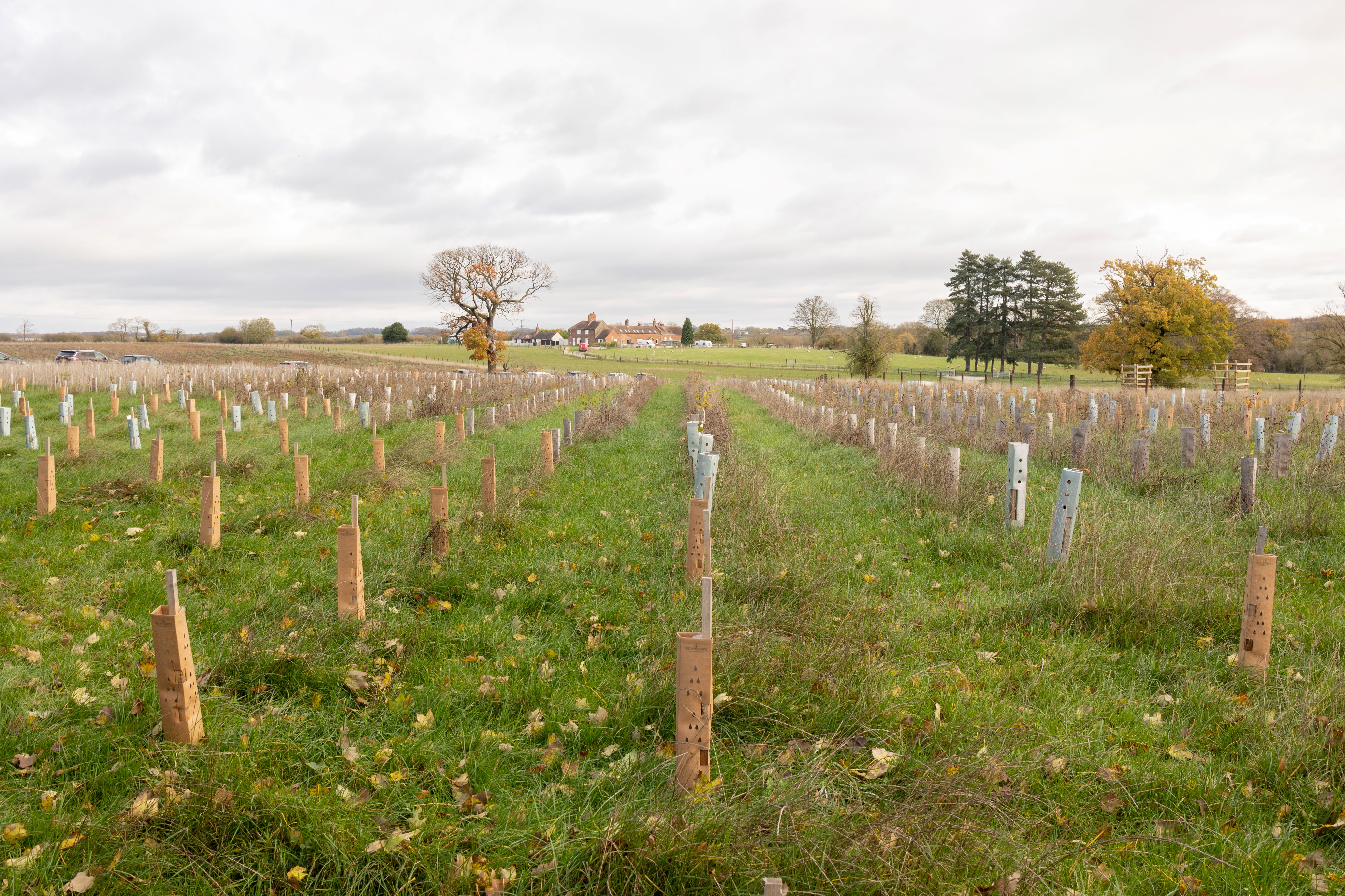 Tree Planting