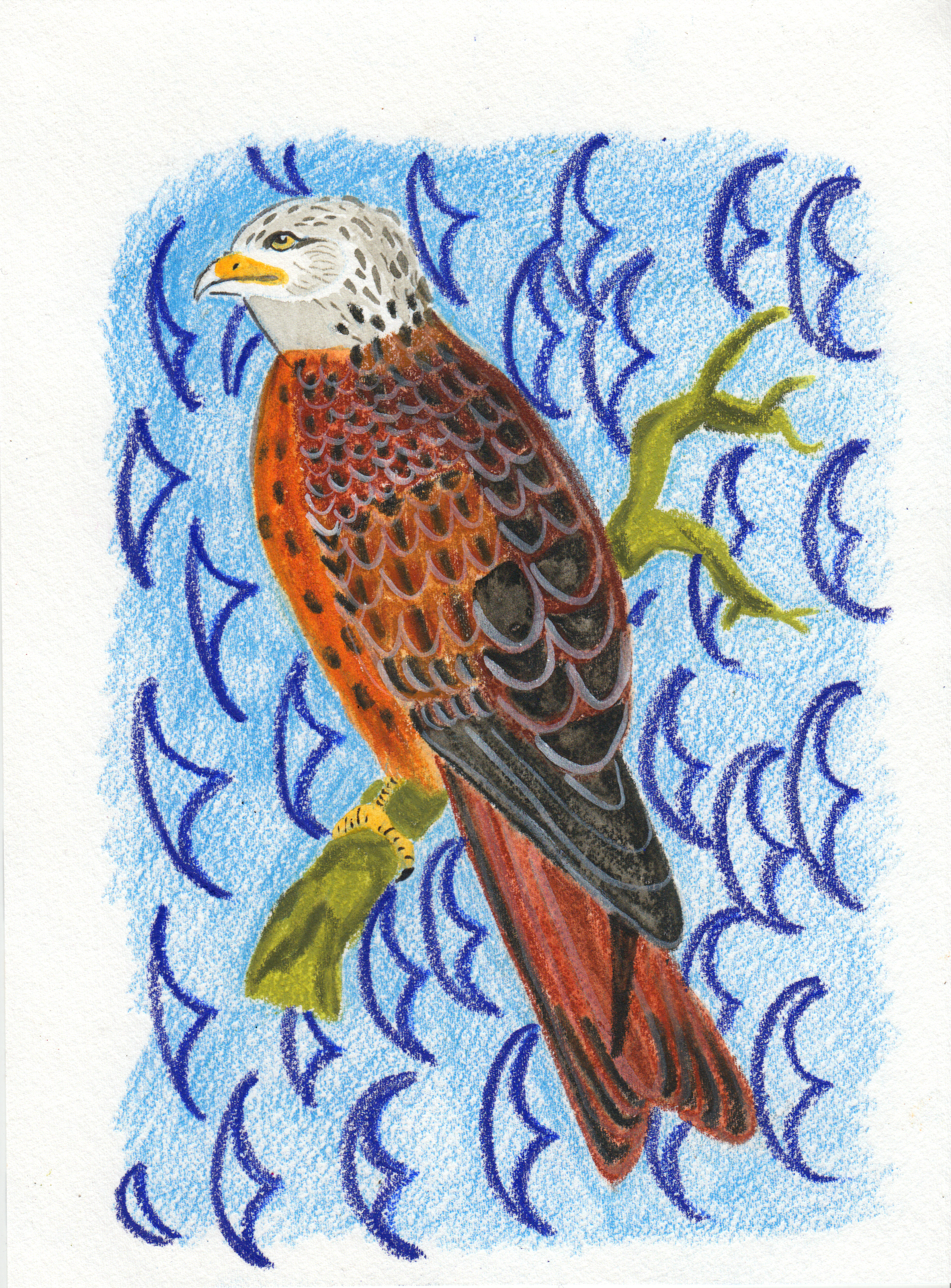 Red Kite