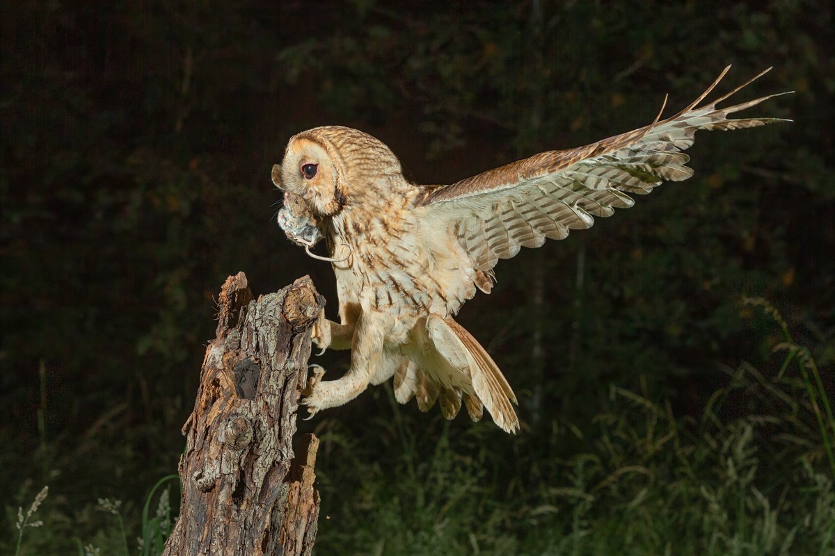 Owl catching prey