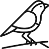 Little Bird Icon