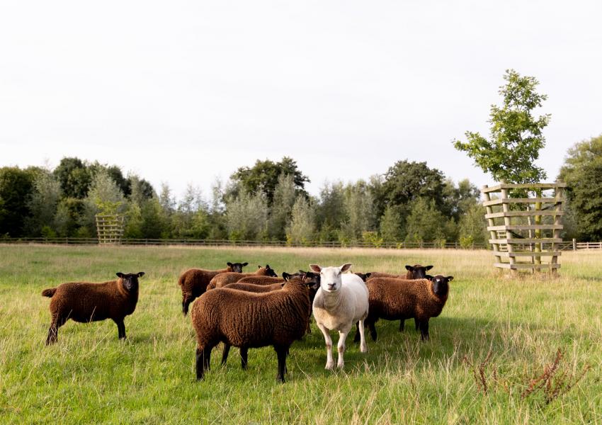 Sheep in field 