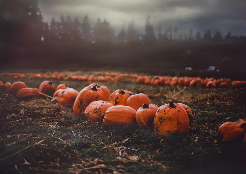 Pumpkins in a misty field