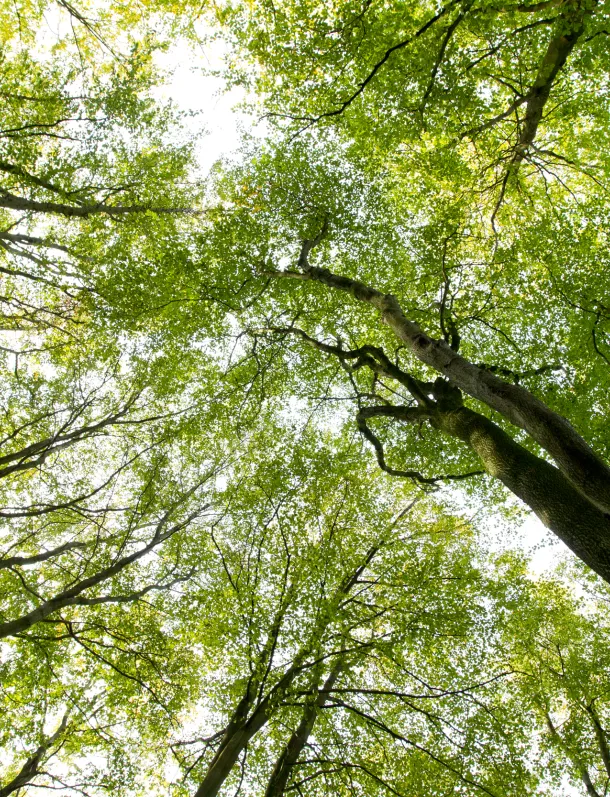 Tree canopy