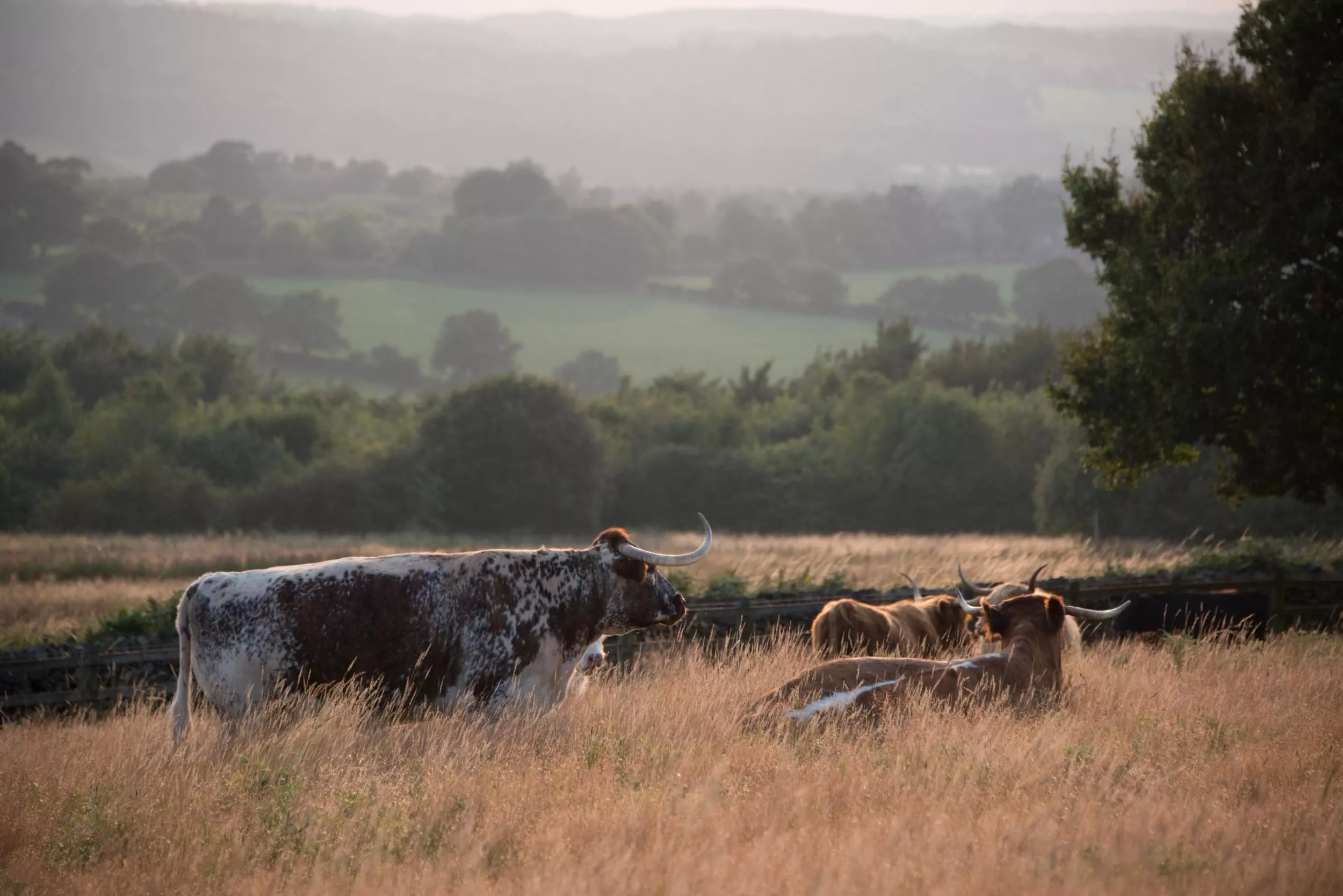 /sites/default/files/2023-08/Cattle%20at%20Beacon%20Hill%20-%20Large.jpg
