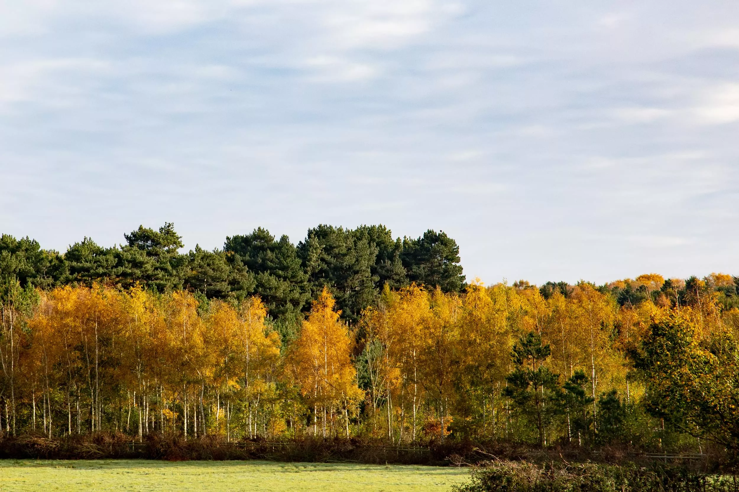 /sites/default/files/2023-10/Autumn%20Trees%20Grangewood%20-%20Large.jpg
