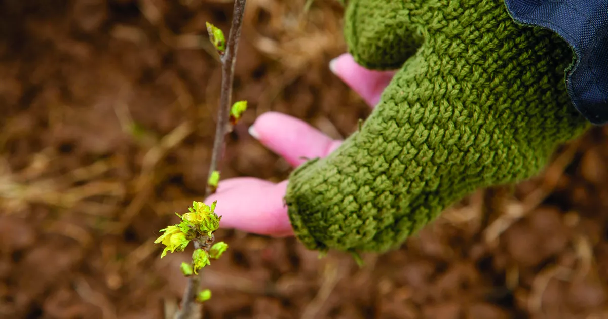 Hazel Partner 