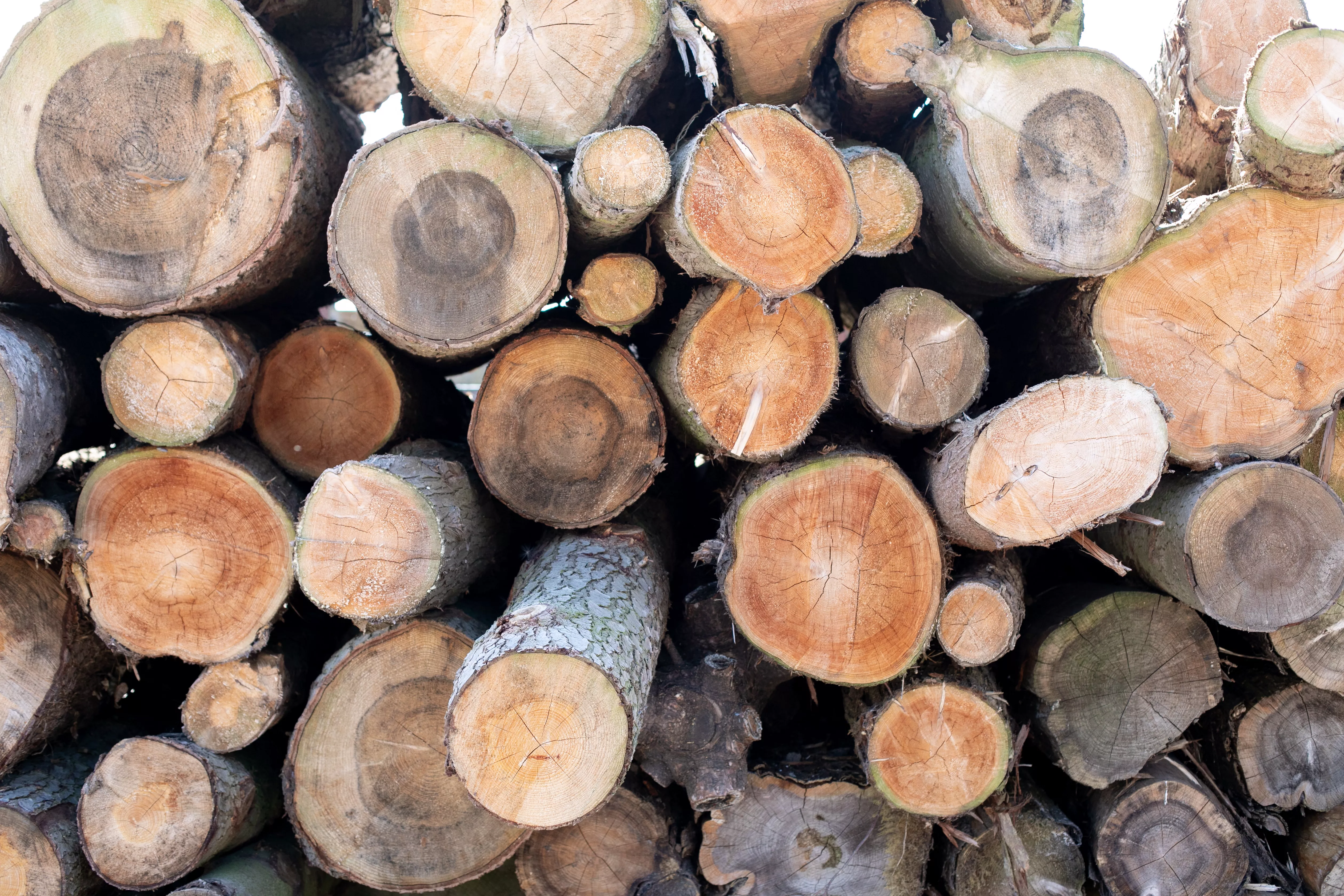 /sites/default/files/2024-04/Nat%20Forest%20230719-014.jpg