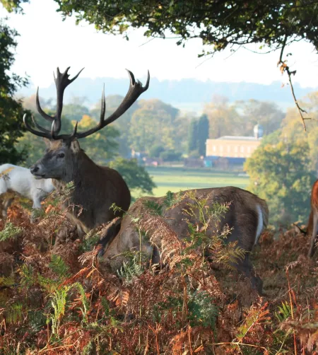 /sites/default/files/2023-07/Deer%20at%20Calke%20-%20Large.jpg