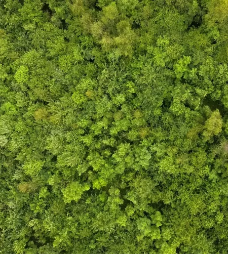 /sites/default/files/2023-10/Aerial%20woodland%20-%20Large_0.jpg