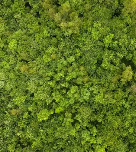 /sites/default/files/2023-12/Aerial%20woodland%20-%20Large.jpg
