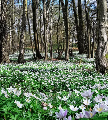 /sites/default/files/2024-01/1695_01_Swithland-Wood.jpg