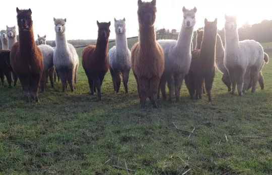 /sites/default/files/2023-10/Charnwood%20Alpaca%27s%20%28Facebook%20Image%29.jpg%20-%20Large.jpg