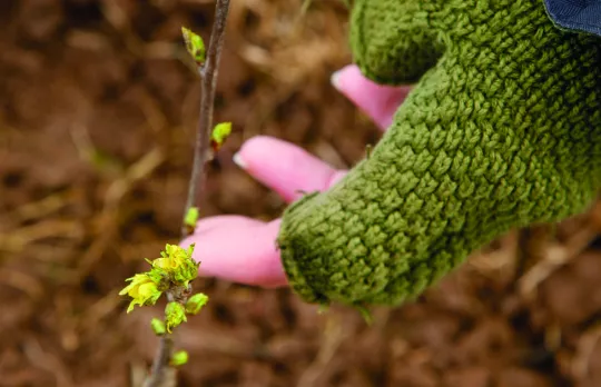 Dedicate a tree