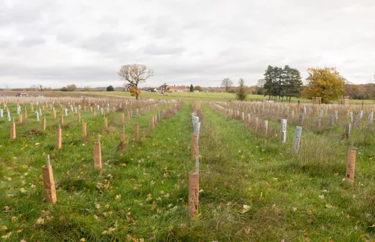 Dedicate a grove