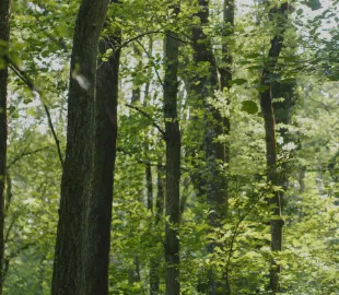 https://www.nationalforest.org/sites/default/files/styles/custom_270x216/public/2023-03/carousel%201.png.webp?itok=VxWelbFq