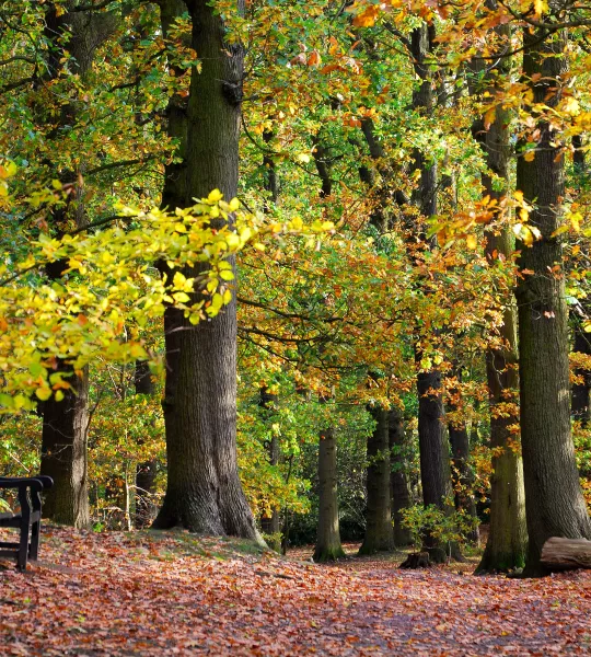 The Outwoods