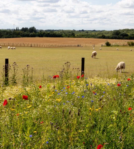 A wildflower meadow including poppies, cornflowers and dandelions at Minorca Woods