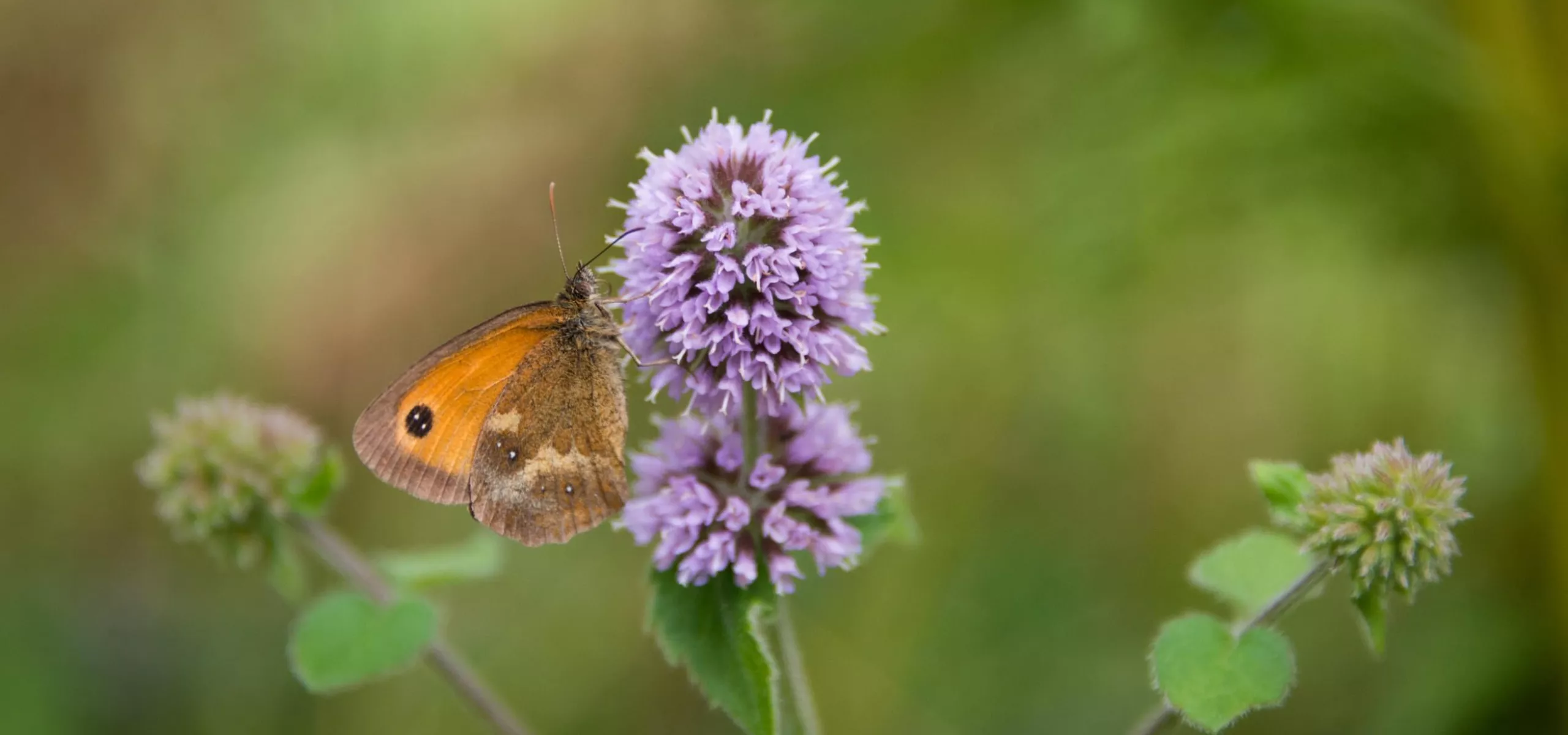 A meadow brown butterfly on a purple flower