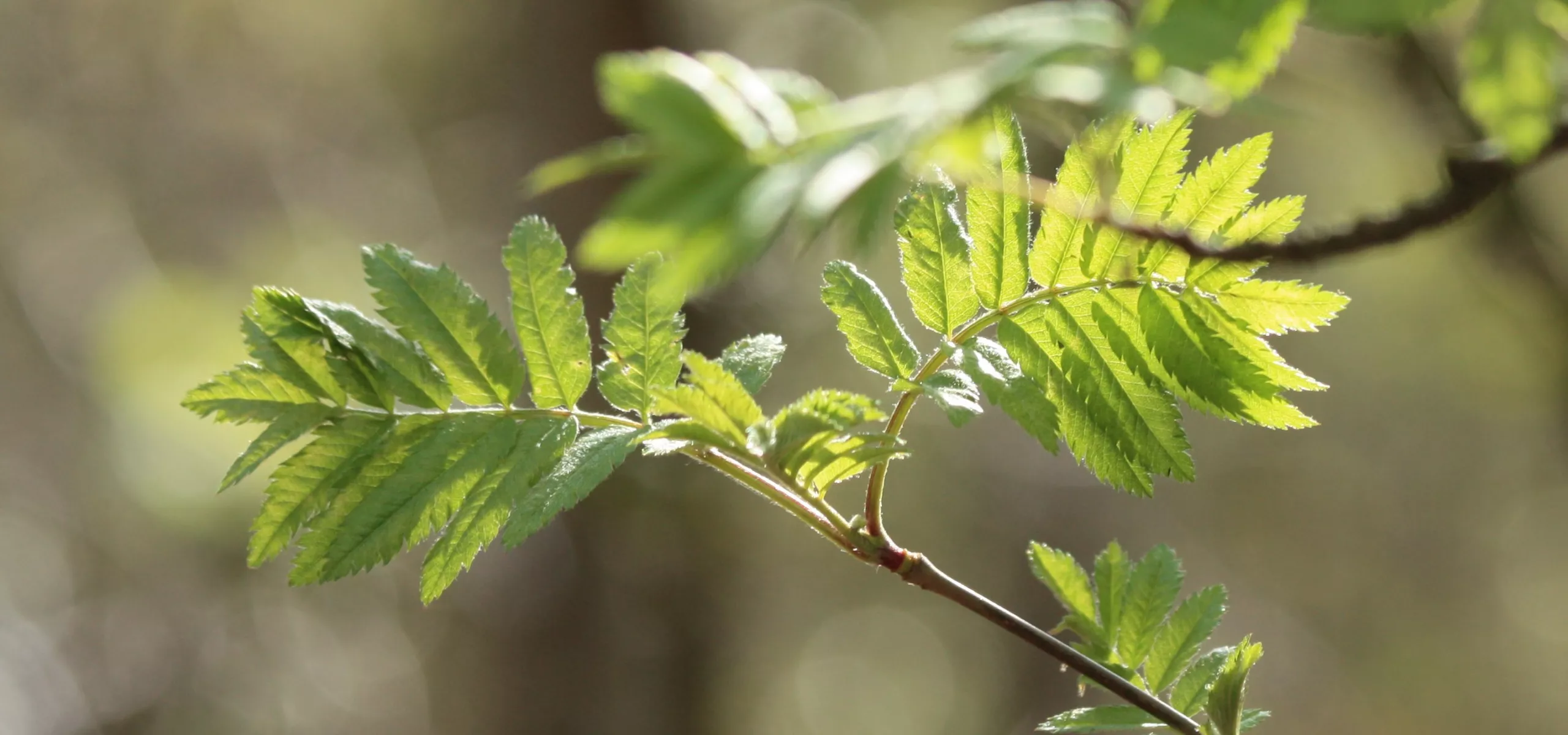 Spring leaves