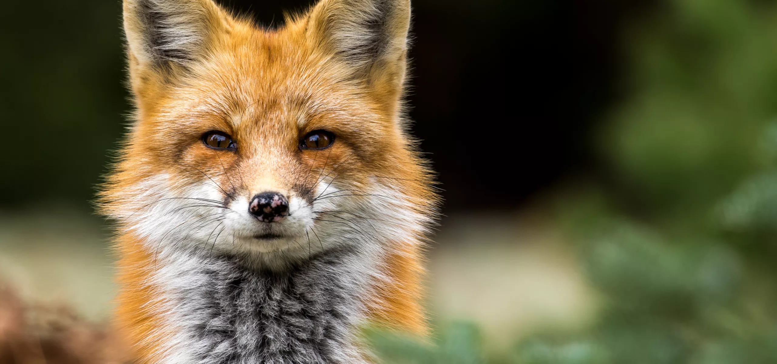 Red Fox