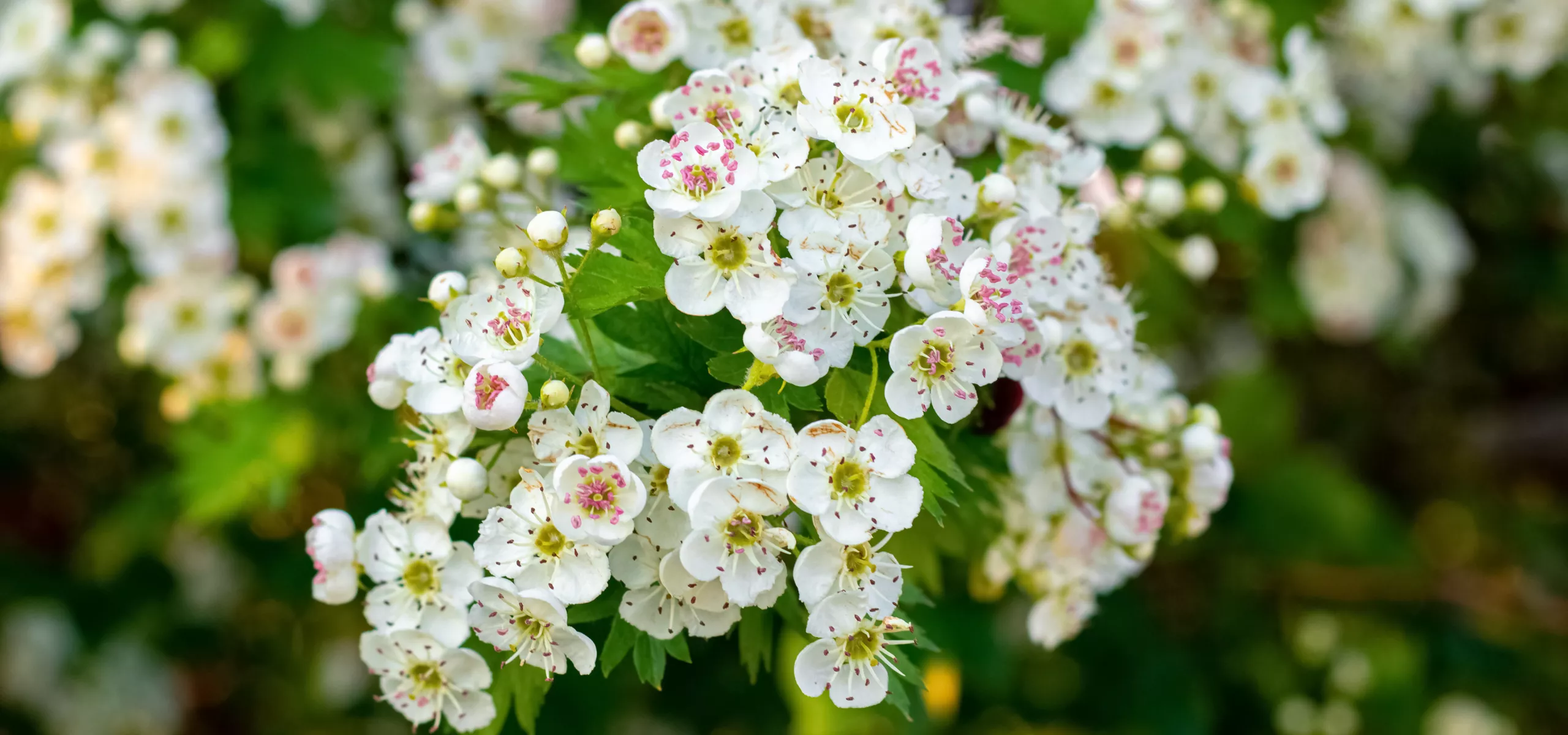Hawthorn