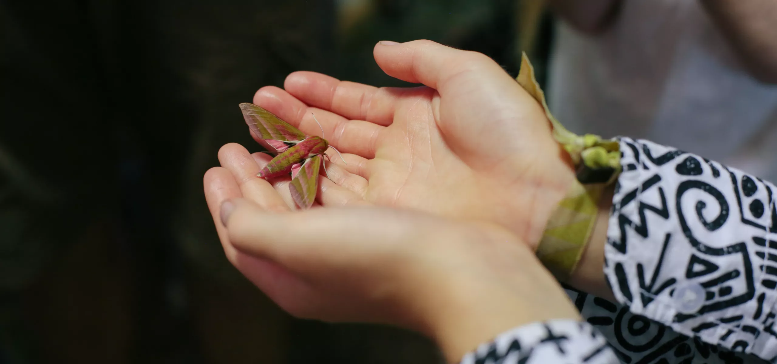 Moth trapping