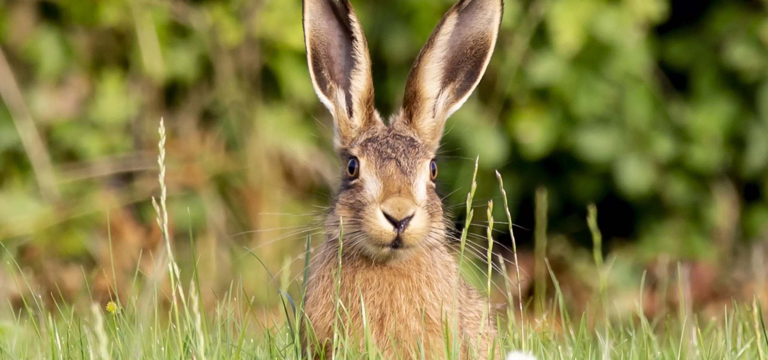 Hare