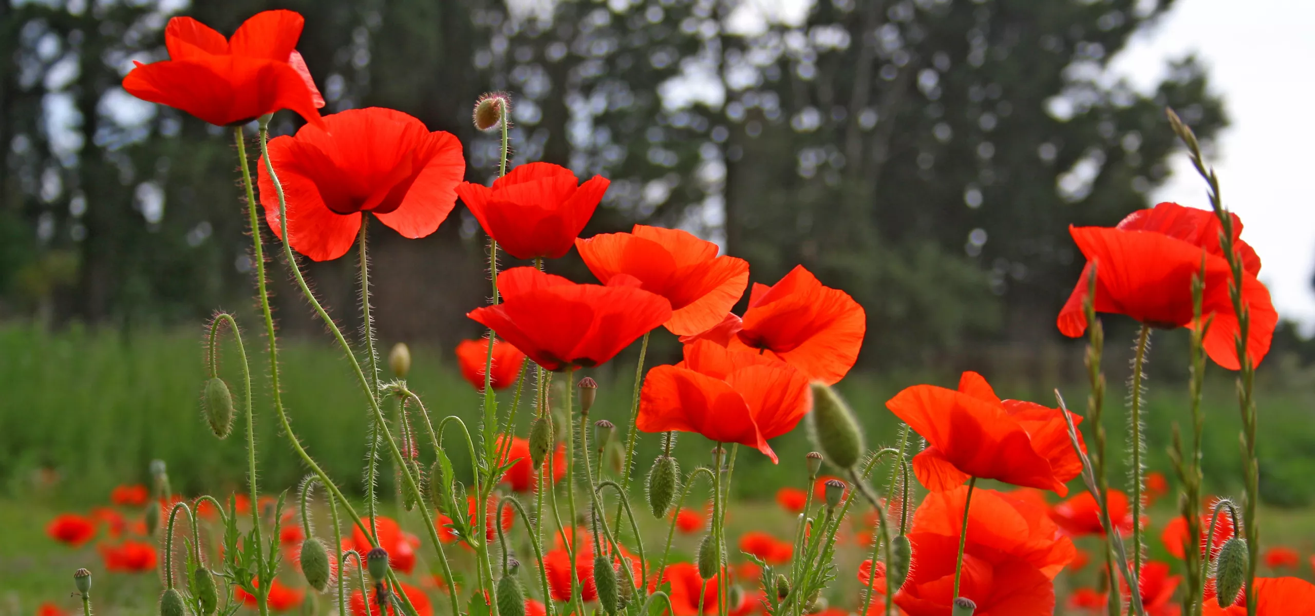 Common Poppy