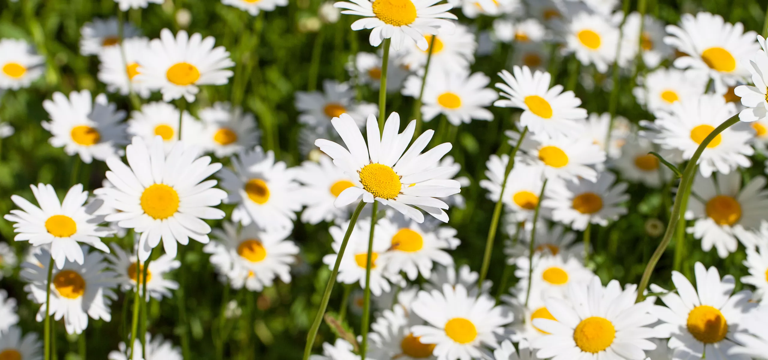 Daisy