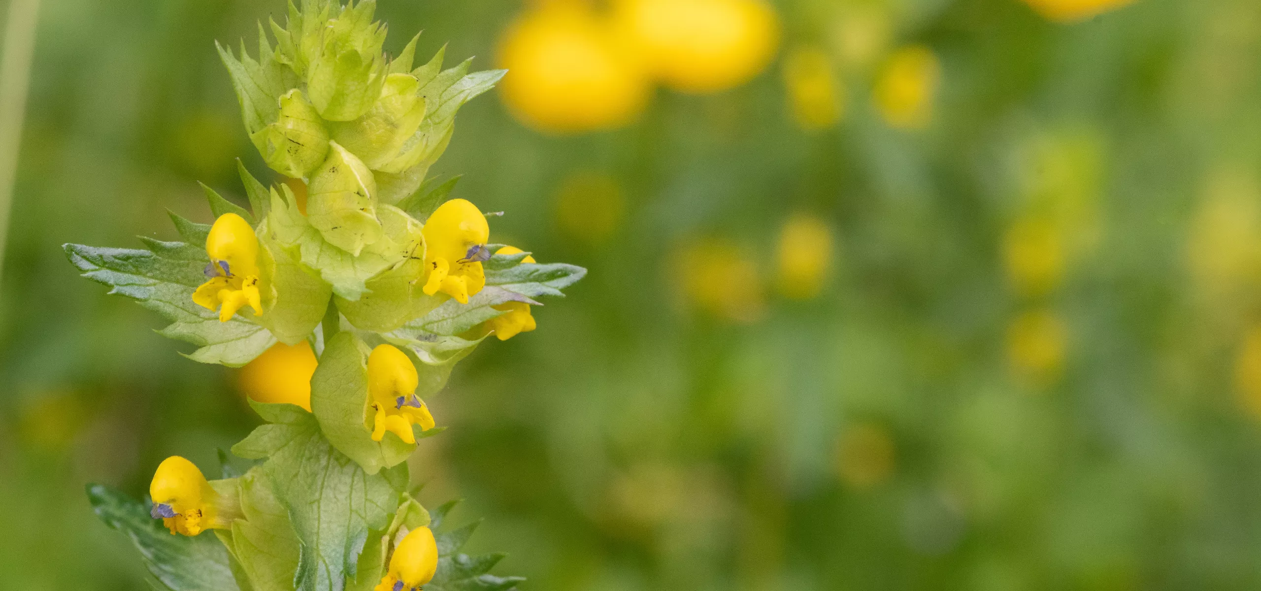 June's Wildflower Spectacle: Explore the National Forest's Blooming
