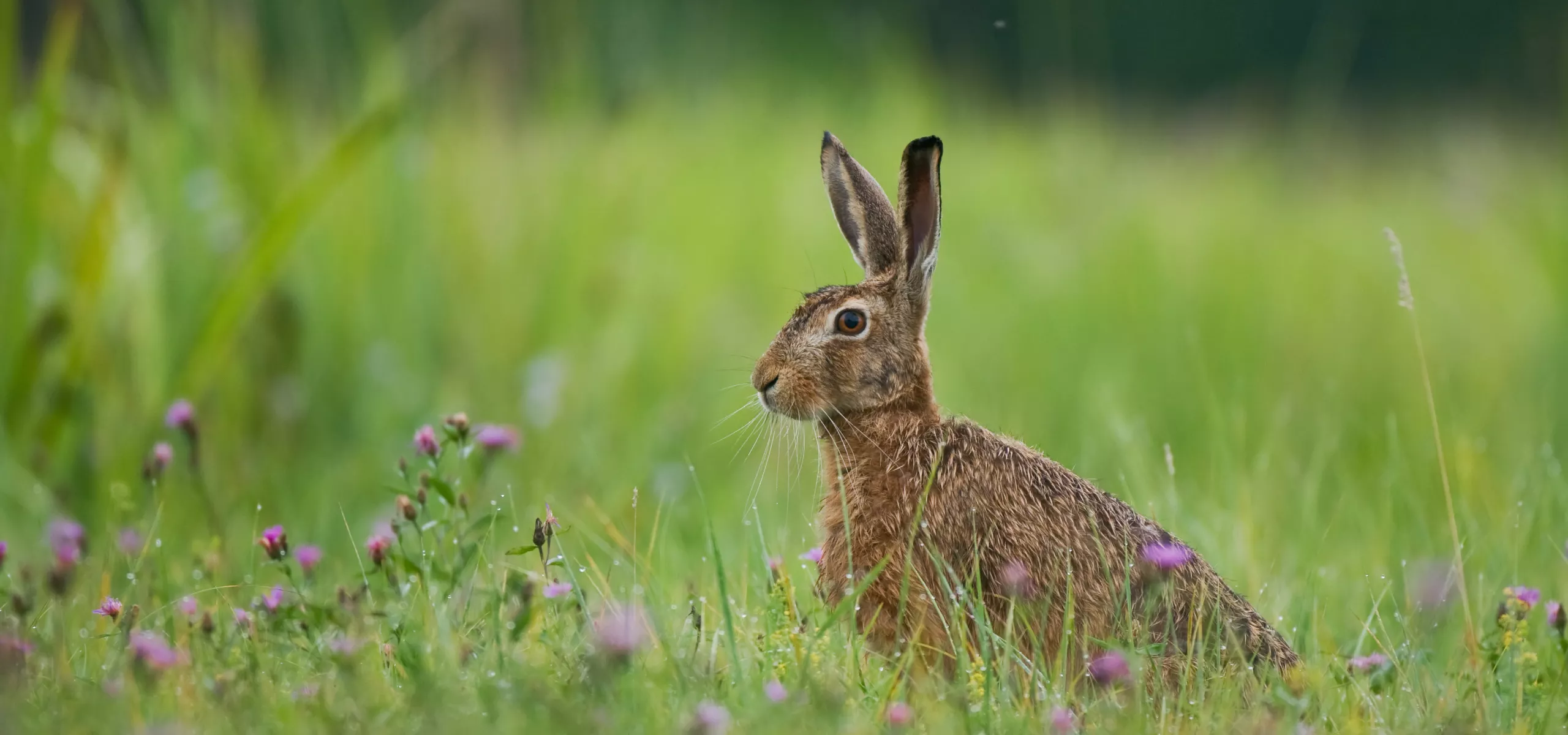 Hare