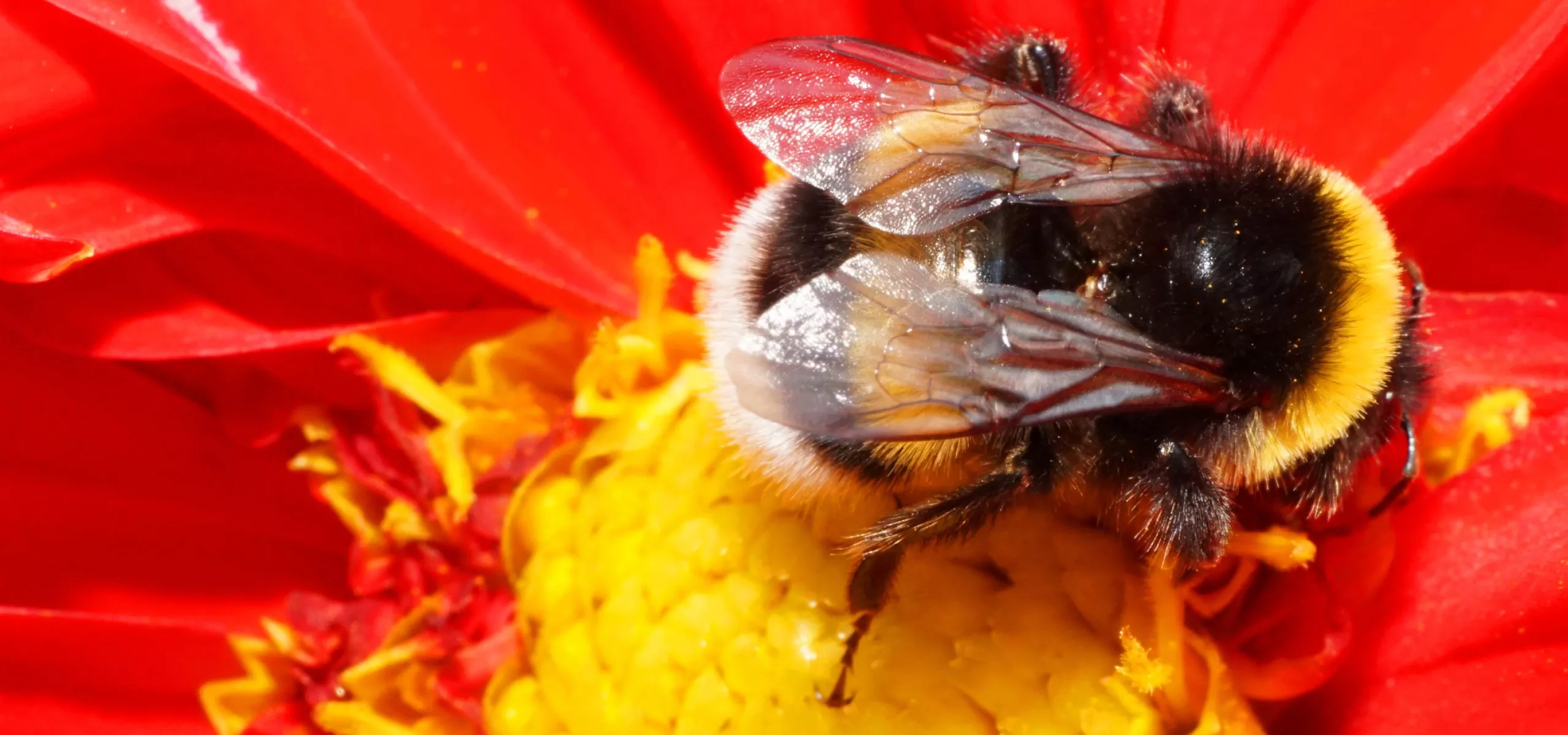 Bumblebee