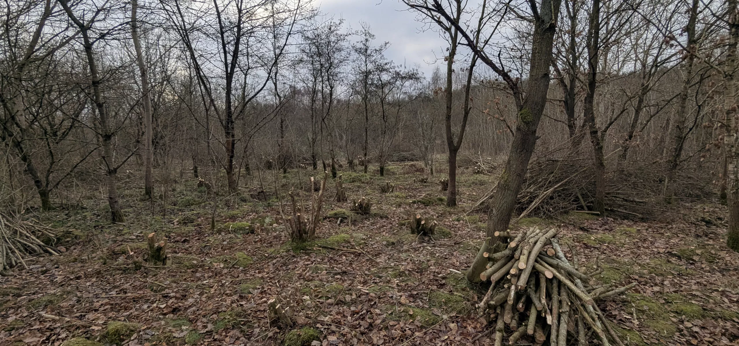 Coppiced area at Diana Wood