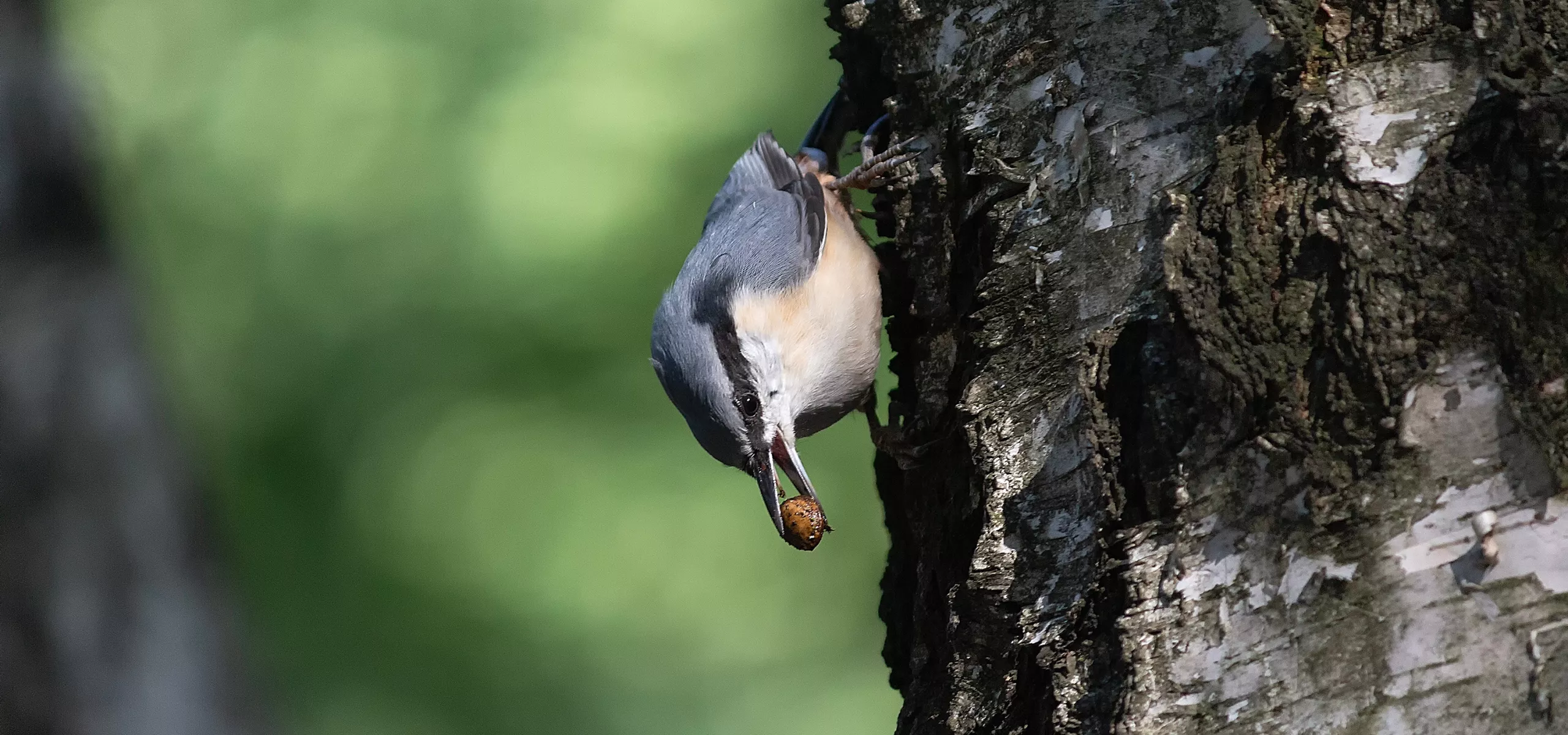 Nuthatch on tree