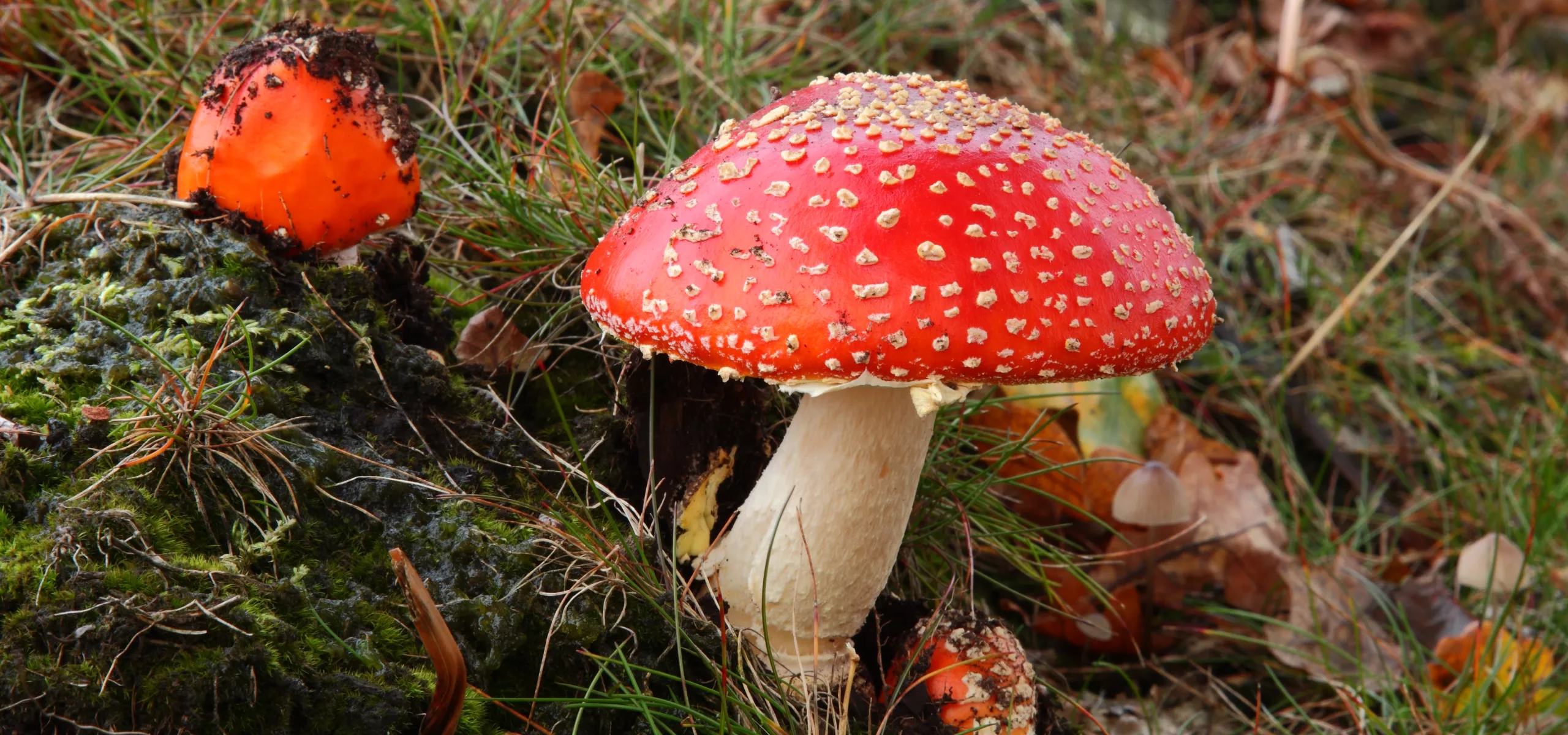 Fly Agaric (Amanita muscaria)