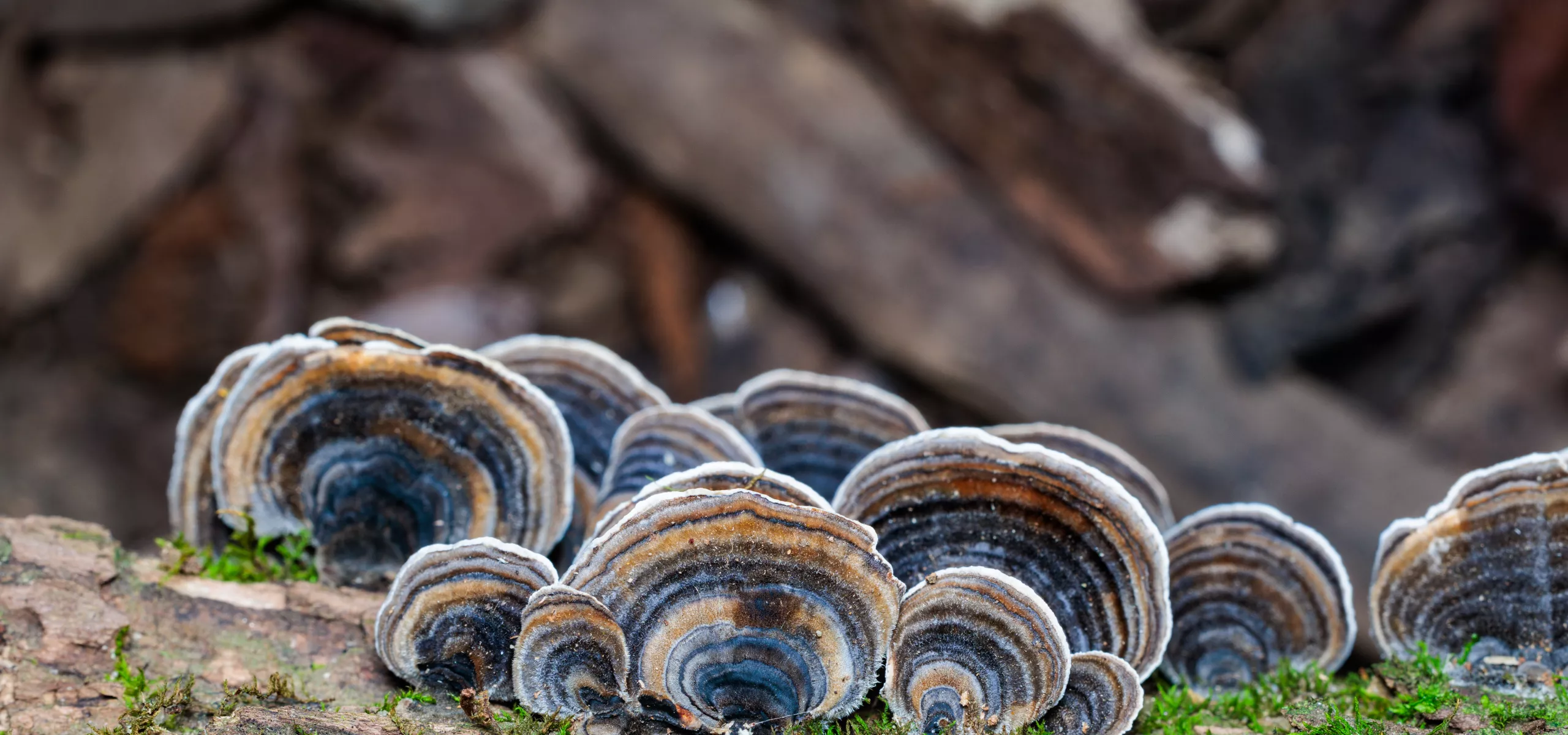 Turkey Tail
