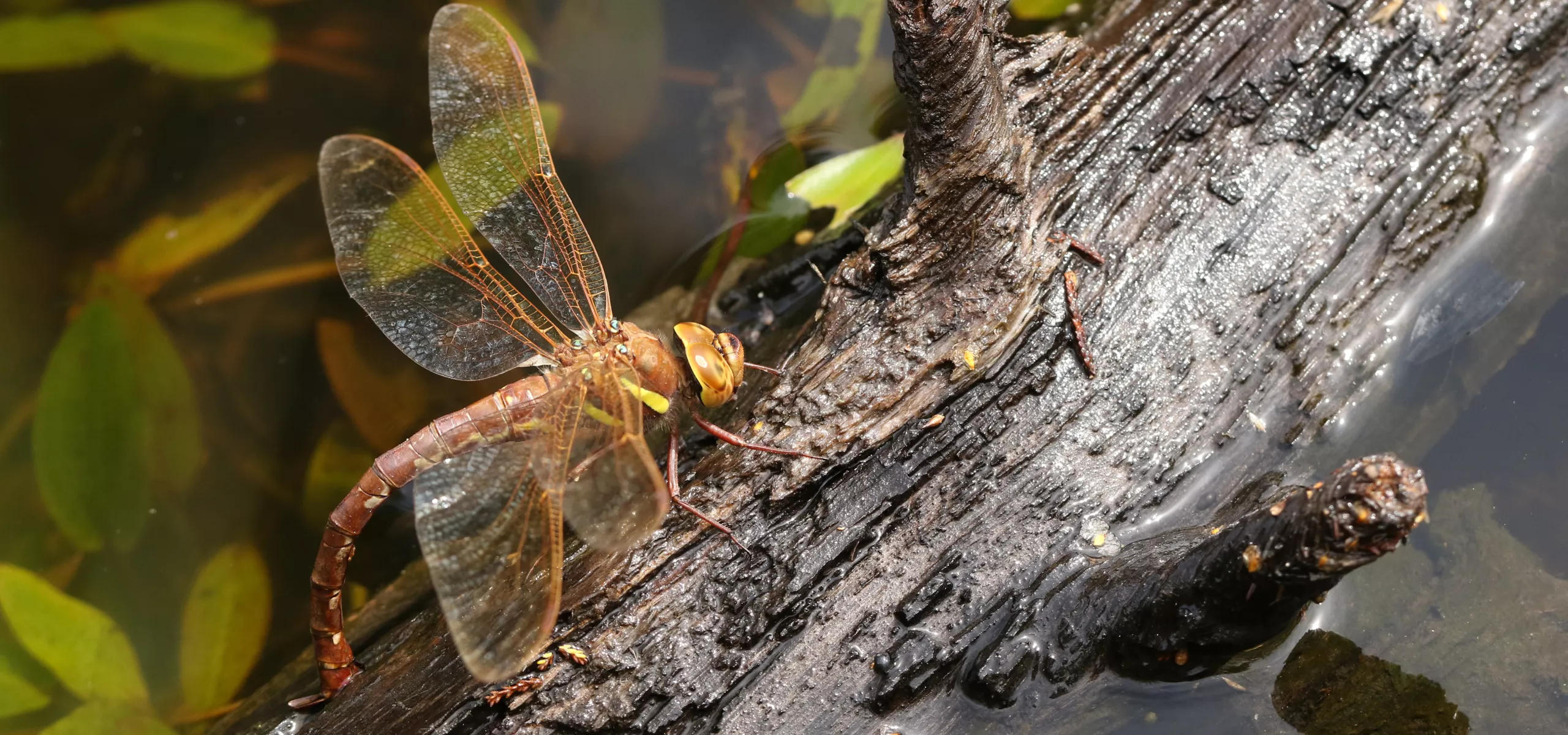 Dragonfly