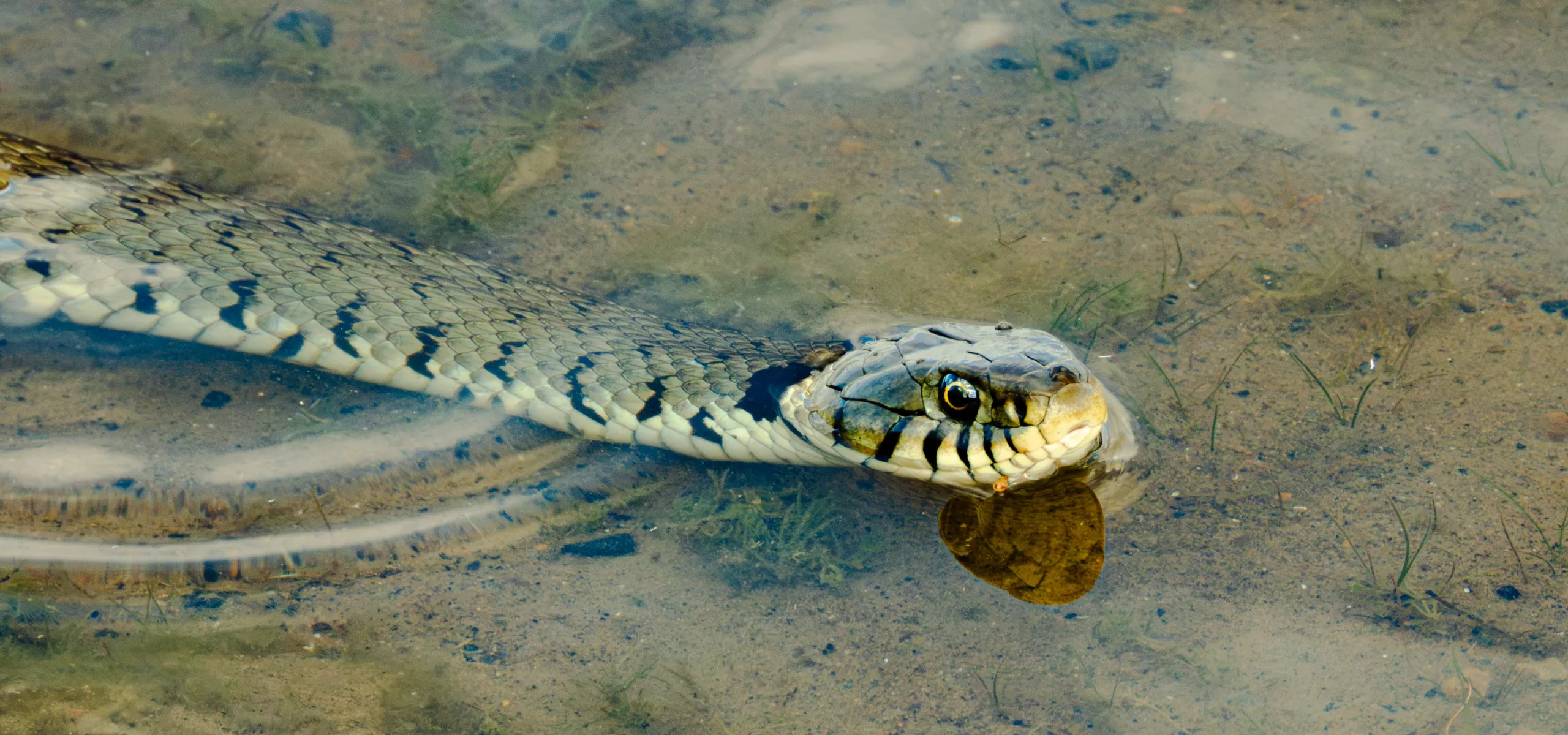 Grass Snake at Albert Village Lake