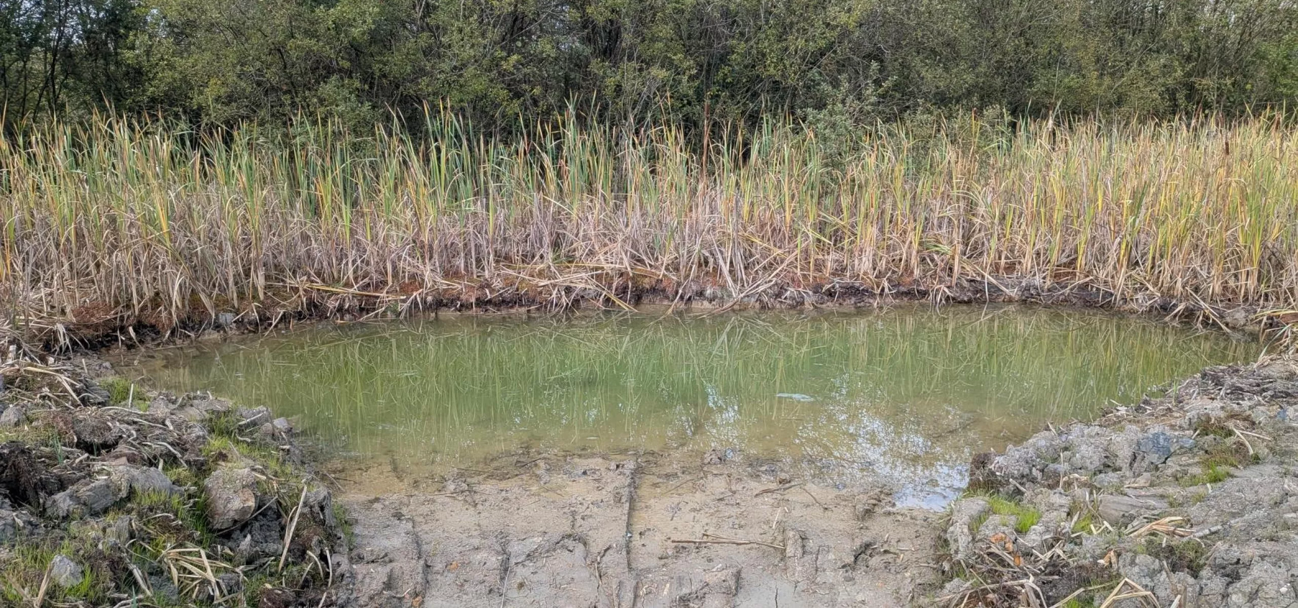 Albert Village Lake pond improvements