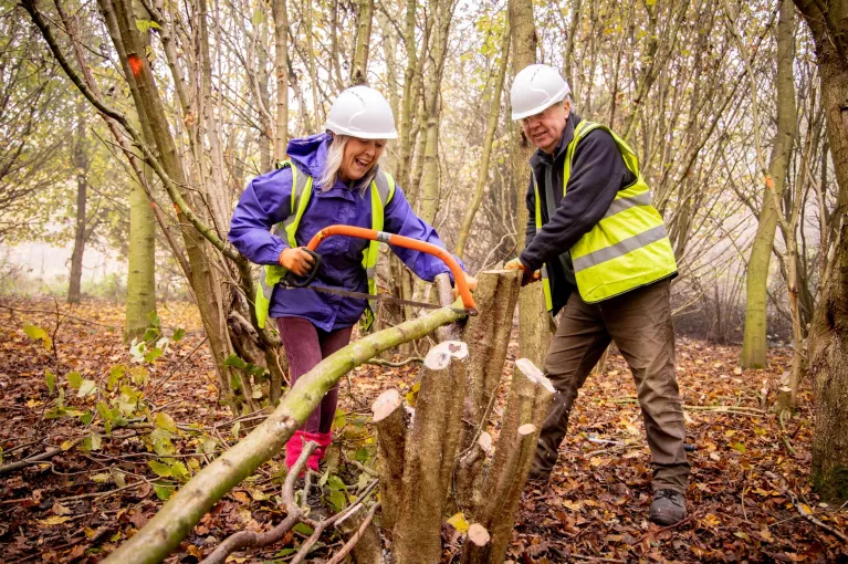 Traditional woodland management techniques: why they are still
