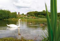 Swan at Staunton Harold Reservoir