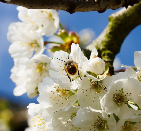 Bee on cherry blossom